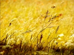 خیلی خیلی کوچک (1) (کاروان)